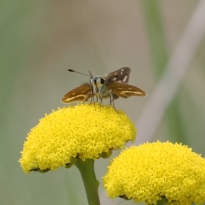 Taractrocera papyria at Paddys River, ACT - 19 Nov 2022