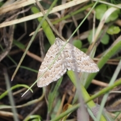 Chrysolarentia symphona at Paddys River, ACT - 19 Nov 2022