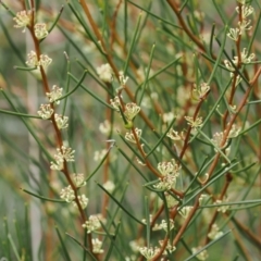 Hakea microcarpa (Small-fruit Hakea) at Namadgi National Park - 19 Nov 2022 by RAllen