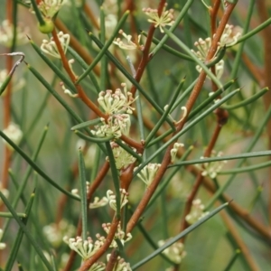 Hakea microcarpa at Cotter River, ACT - 19 Nov 2022 02:04 PM