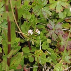 Asperula gunnii (Mountain Woodruff) at Paddys River, ACT - 19 Nov 2022 by RAllen