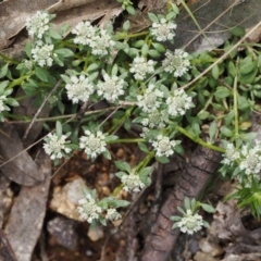 Poranthera microphylla (Small Poranthera) at Namadgi National Park - 19 Nov 2022 by RAllen