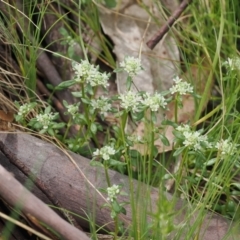 Poranthera microphylla at Cotter River, ACT - 19 Nov 2022