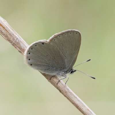 Candalides heathi (Rayed Blue) at Namadgi National Park - 19 Nov 2022 by RAllen