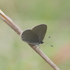 Candalides heathi at Cotter River, ACT - 19 Nov 2022 02:25 PM