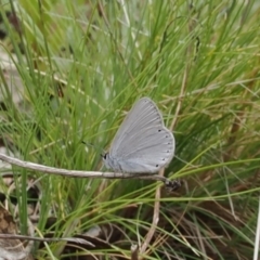 Candalides heathi at Cotter River, ACT - 19 Nov 2022 02:25 PM