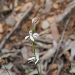 Caladenia moschata (Musky Caps) at Namadgi National Park - 19 Nov 2022 by RAllen