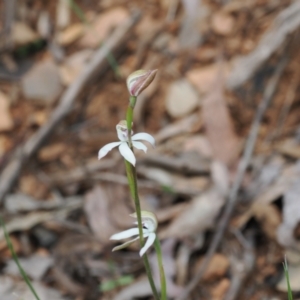 Caladenia moschata at Cotter River, ACT - suppressed