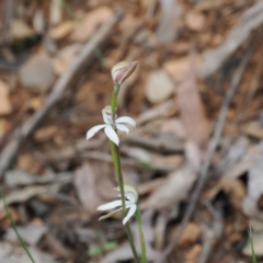 Caladenia moschata (Musky Caps) at Cotter River, ACT - 19 Nov 2022 by RAllen