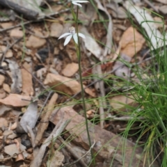 Caladenia moschata at Cotter River, ACT - 19 Nov 2022