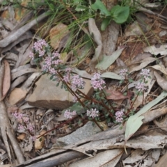 Poranthera microphylla (Small Poranthera) at Namadgi National Park - 19 Nov 2022 by RAllen