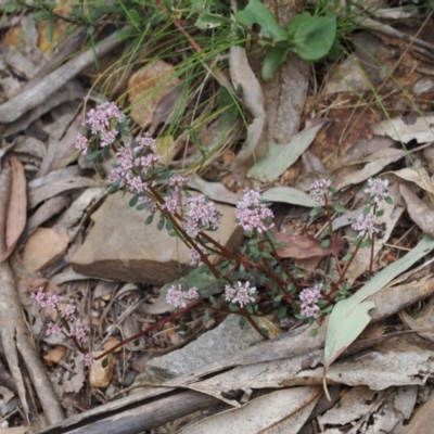 Poranthera microphylla (Small Poranthera) at Namadgi National Park - 19 Nov 2022 by RAllen