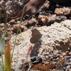 Candalides heathi (Rayed Blue) at Rendezvous Creek, ACT - 18 Nov 2022 by RAllen