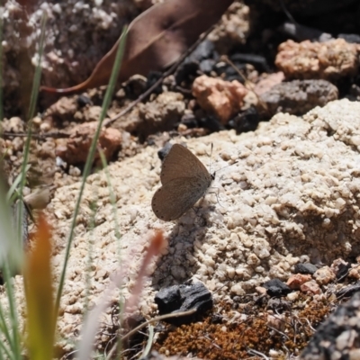 Candalides heathi (Rayed Blue) at Rendezvous Creek, ACT - 18 Nov 2022 by RAllen