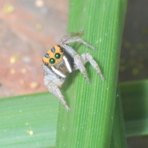 Maratus purcellae at Uriarra Recreation Reserve - 23 Nov 2022