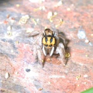 Maratus purcellae at Uriarra Recreation Reserve - 23 Nov 2022