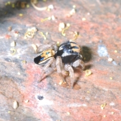 Maratus purcellae at Uriarra Recreation Reserve - suppressed