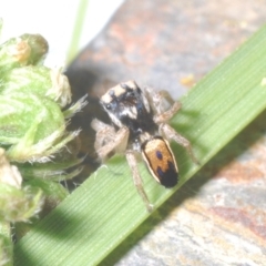 Maratus purcellae at Uriarra Recreation Reserve - suppressed