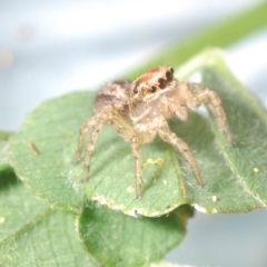 Maratus purcellae at Uriarra Recreation Reserve - 23 Nov 2022