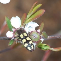 Castiarina decemmaculata (Ten-spot Jewel Beetle) at Cotter Reserve - 23 Nov 2022 by Harrisi