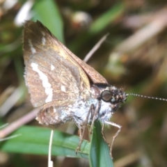 Taractrocera papyria (White-banded Grass-dart) at Uriarra Recreation Reserve - 23 Nov 2022 by Harrisi