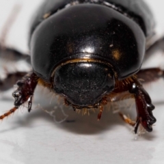 Heteronychus arator (African black beetle) at Pialligo, ACT - 22 Nov 2022 by MarkT