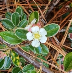 Cotoneaster rotundifolius (A Cotoneaster) at Isaacs Ridge and Nearby - 23 Nov 2022 by Mike