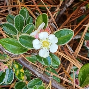 Cotoneaster rotundifolius at Isaacs, ACT - 23 Nov 2022