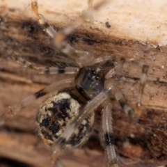 Parasteatoda sp. (genus) (A comb-footed spider) at Jerrabomberra, NSW - 23 Nov 2022 by MarkT