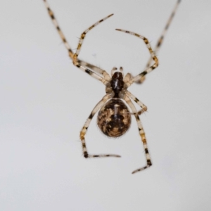 Parasteatoda sp. (genus) at Jerrabomberra, NSW - 23 Nov 2022