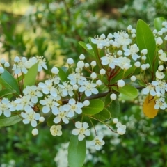 Pyracantha crenulata (Firethorn) at Isaacs Ridge and Nearby - 23 Nov 2022 by Mike