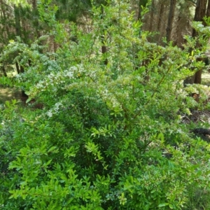 Pyracantha crenulata at Isaacs, ACT - 23 Nov 2022