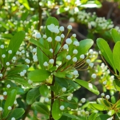 Pyracantha crenulata at Isaacs, ACT - 23 Nov 2022