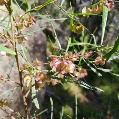 Dodonaea viscosa (Hop Bush) at Isaacs Ridge and Nearby - 23 Nov 2022 by Mike