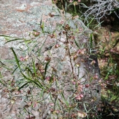 Dodonaea viscosa at Isaacs, ACT - 23 Nov 2022