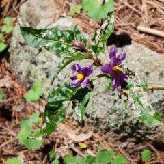 Solanum cinereum (Narrawa Burr) at Isaacs Ridge and Nearby - 23 Nov 2022 by Mike