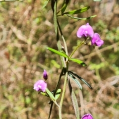 Glycine clandestina (Twining Glycine) at Isaacs Ridge and Nearby - 23 Nov 2022 by Mike