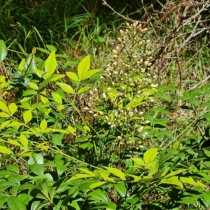 Nandina domestica at Isaacs, ACT - 23 Nov 2022