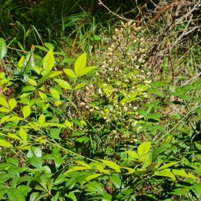 Nandina domestica (Sacred Bamboo) at Isaacs, ACT - 23 Nov 2022 by Mike