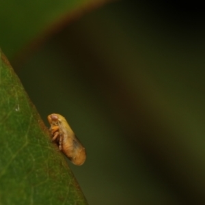 Cicadellidae (family) at Murrumbateman, NSW - 20 Nov 2022