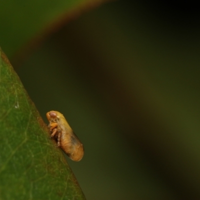 Cicadellidae (family) (Unidentified leafhopper) at Murrumbateman, NSW - 20 Nov 2022 by amiessmacro