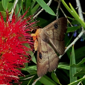 Dasypodia selenophora at Crooked Corner, NSW - 29 Nov 2016 06:51 PM