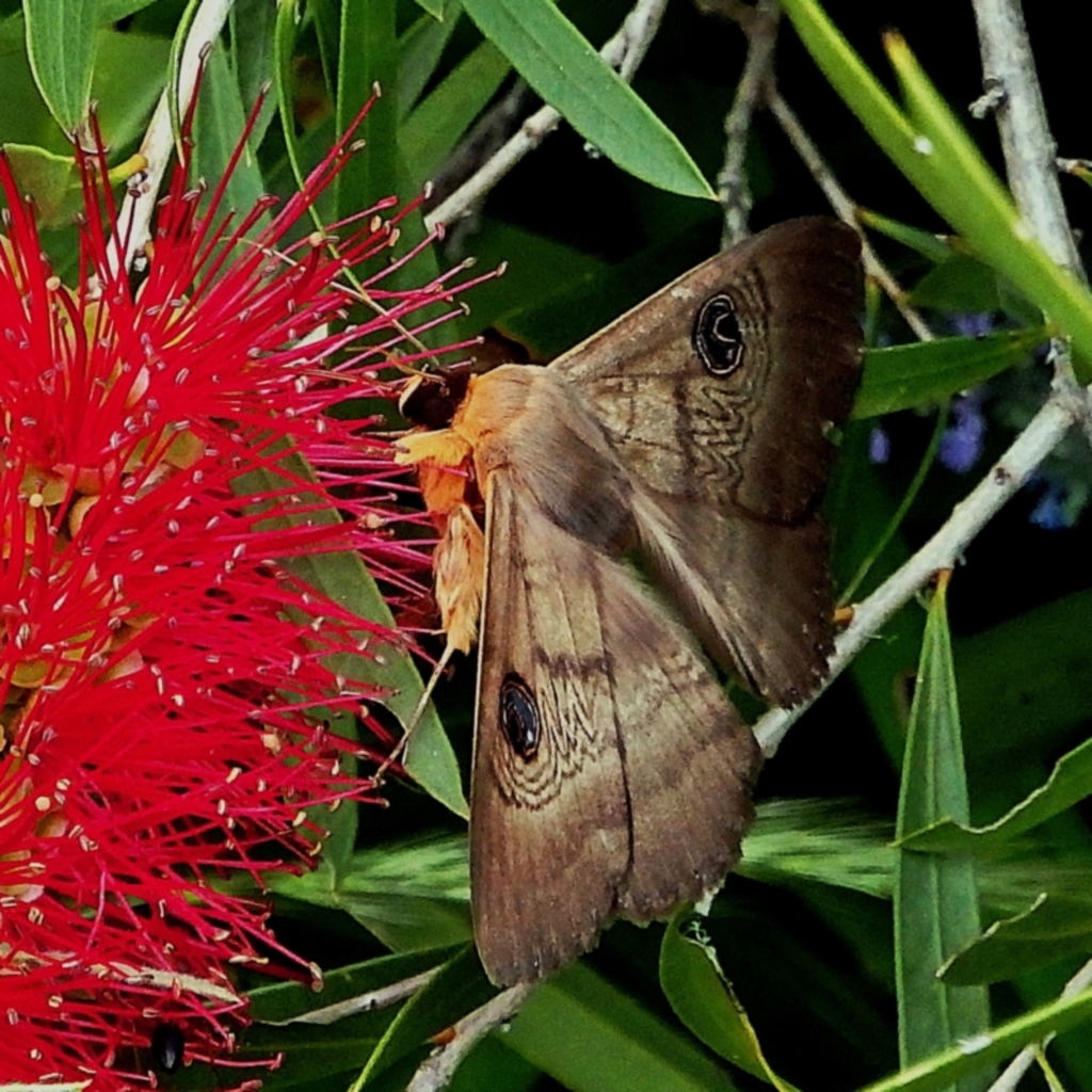 Dasypodia selenophora at Crooked Corner, NSW - 29 Nov 2016