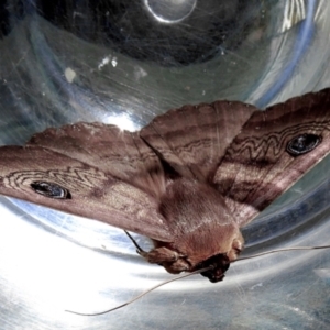 Dasypodia selenophora at Crooked Corner, NSW - 24 Nov 2022