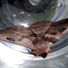 Dasypodia selenophora (Southern old lady moth) at Crooked Corner, NSW - 23 Nov 2022 by Milly
