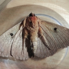 Dasypodia selenophora at Crooked Corner, NSW - 24 Nov 2022