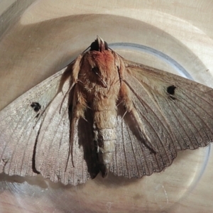 Dasypodia selenophora at Crooked Corner, NSW - 24 Nov 2022 09:05 AM