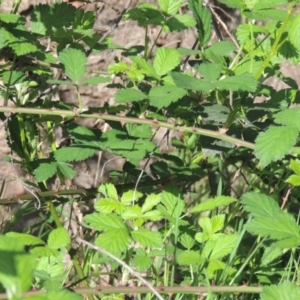 Rubus anglocandicans at Chisholm, ACT - 15 Oct 2022 05:21 PM