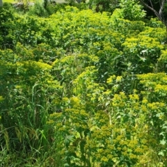 Euphorbia oblongata at Mawson, ACT - 24 Nov 2022