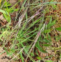 Nassella neesiana (Chilean Needlegrass) at Mawson, ACT - 24 Nov 2022 by Mike